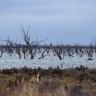 Dead trees in what was known as Barren Box Swamp before its name was changed to a storage, and its water used for nearby farms.