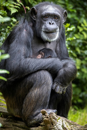 The western chimpanzee is critically endangered.