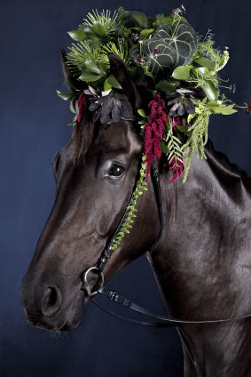 Sutton gelding Oscar is the first star of the 'Blooming' series.