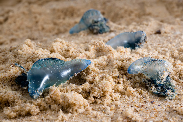 Besides wind direction, the proximity of bluebottles to the shore as well as ocean currents, waves and temperature play a part in how many bluebottles invade a beach.