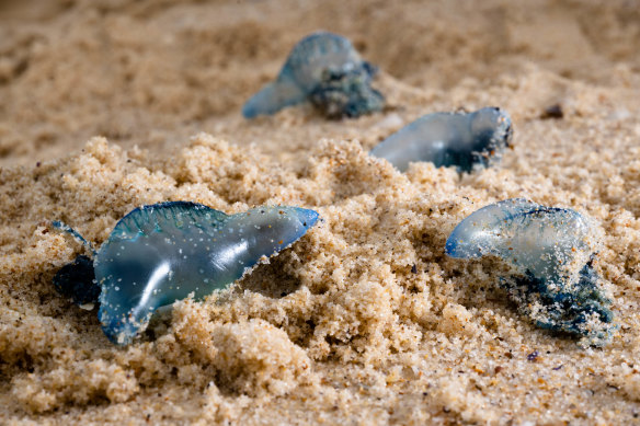 Bluebottle jellyfish hit Australian beaches in 'gobsmacking abundance' -  ABC News