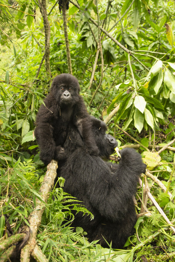 Access to mountain gorillas involves challenging climbs through tropical rainforest, escorted by guides carrying machetes, first-aid kits and rifles.