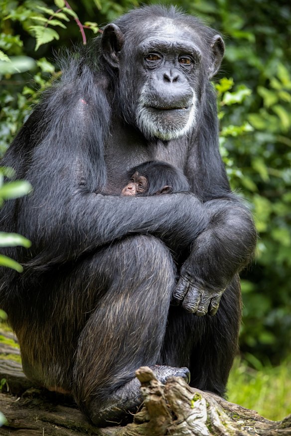 The western chimpanzee is critically endangered.