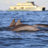 Tooth marks and dorsal fins: Understanding Sydney’s dolphins