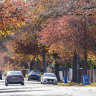 The autumn trees in Glen Iris.