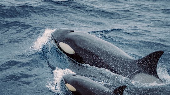 Orcas attacking sailing boats in the Atlantic has got experts baffled.