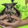 A WIRES volunteer carer holds a baby brush tail possum before it is to be released into the wild again.