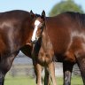 Why Winx’s first baby boy could earn $55 million a year