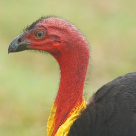 Bush turkey