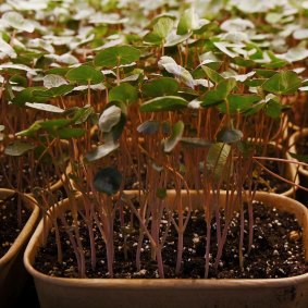 The tiny nasturtium sprouts remind urban farmer Noah Verin of a galaxy far, far away. 