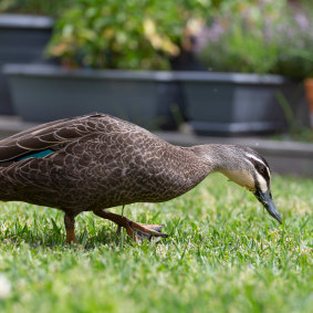 A Pacific black duck visiting a garden in East Bentleigh.