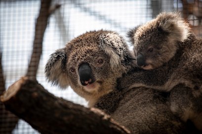 A koala and her joey rescued from bushfires that ravaged the Blue Mountains in 2020.