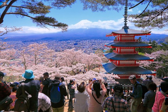 Arakurayama Sengen Park cherry blossom festival has been cancelled.