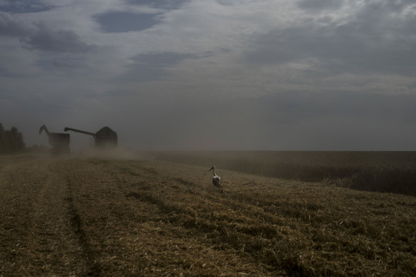 A bird stands on a wheat field as a combine harvests the crops in Cherkasy region, Ukraine, on July 25.