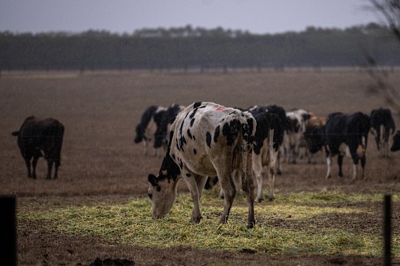 Much-needed rain arrived in some parts of south-west Victoria on Monday afternoon.