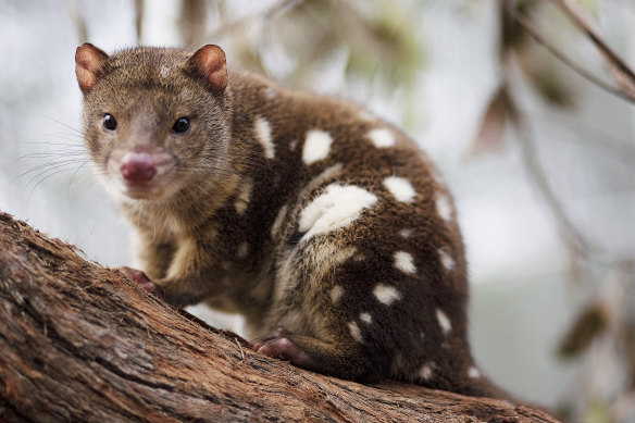 The endangered tiger quoll.