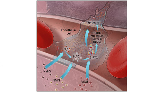 This graphic shows the role of NMN in building new blood vessels. The image shows NMN stimulating NAD+, which in turn stimulates SIRT1 to build new capillaries.  