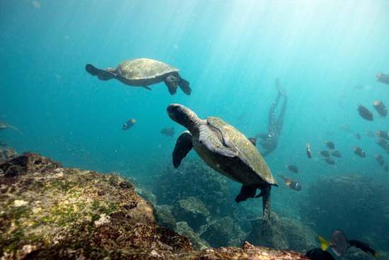 Green turtles and marine life off Isabela Island.