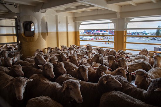 Sheep on board the Ocean Swagman, set to travel from Perth to the Middle East.