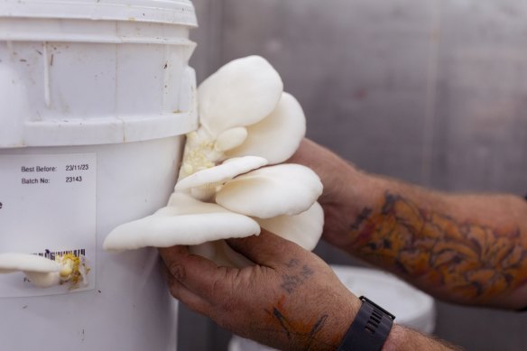 Mushrooms growing in a climate controlled fruiting chamber at Field &amp; Fin.