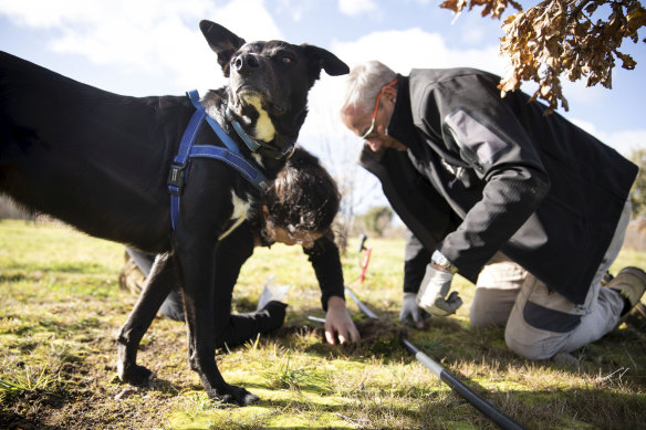 Ganymede Truffles farmer David Burdis and his daughter Alex with their truffle-sniffing rescue dog Zazu.