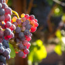 Wine exports dip for first time in years but China exports hold up