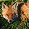 Baiting. Shoot nights. Sniffer dogs. 4500 man hours: The fox that won’t be caught