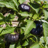 Sarah Ryan's 'Amigo' purple capsicum.