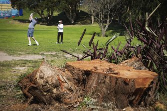 What’s left of the felled trees at the golf course.