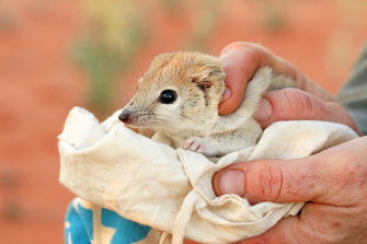 The Mulgara are among two other mammals that roam around the feral-free zo<em></em>nes and have been busy repopulating the area.