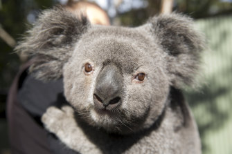 Koalas face threats on multiple fronts, including in Sydney's south-west where even the state's healthiest population are facing loss of habitat and humans move in.