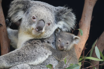 Seekor koala dari Taman Reptil Australia. 