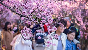 Cherry Blossoms in bloom at Auburn Botanical Gardens  marking the arrival of spring. 