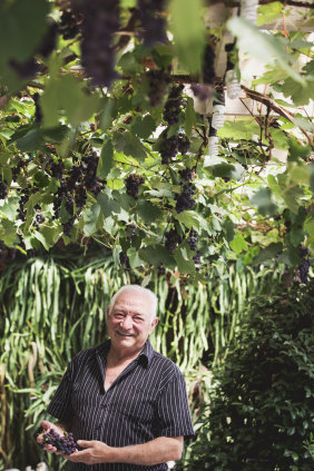 George Giannakakis under his pergola dangled with bunches of Shiraz grapes.