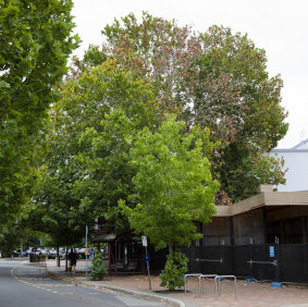 The protected London plane tree which appears to be dying.