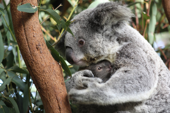 Koalas in a breeding program at the Australian Reptile Park.