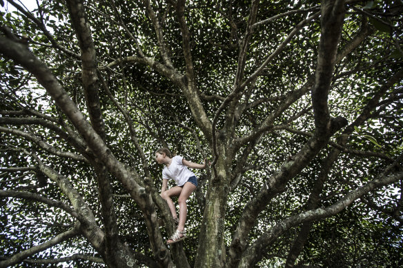 Lost art of tree climbing: the process of working out which branches they can and can’t reach is a chance for them to learn about their own limitations and their risk profile.