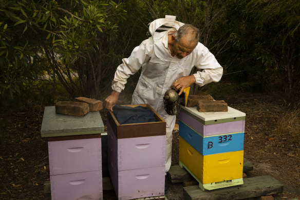 Beekeeper Gerard Berger says wasps have been plaguing Mallacoota over summer. 