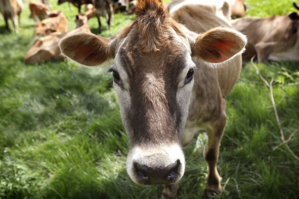 Agriculture - and specifically cattle and sheep herds - are significant contributors to methane emissions. 