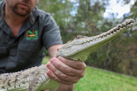 The metre-long female is in good health and was likely an illegal pet.