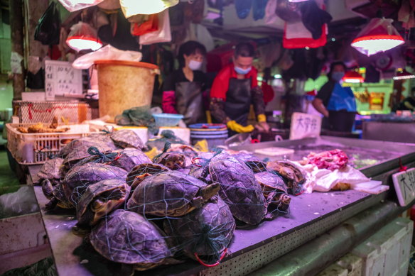 Live turtles for sale at the Xihua Farmers' Market in Guangzhou, China.