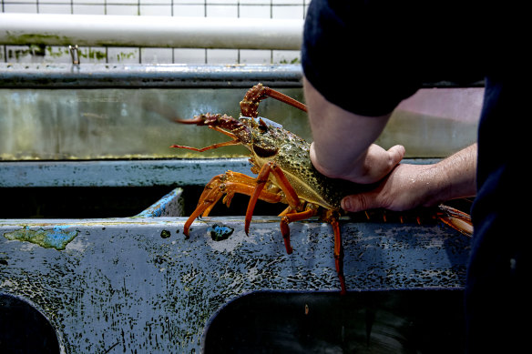 Stollznow demonstrates his method for calming lobsters, stroking them from front to back.