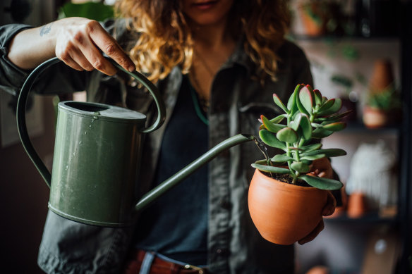 Save and cool your pasta cooking water to replenish your indoor plants.