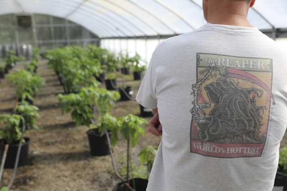 An employee in a Carolina Reaper shirt looks over one of Ed Currie’s greenhouses in Fort Mill, South Carolina.