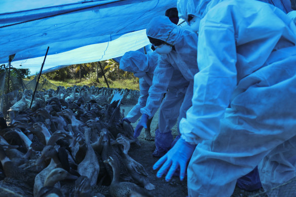 Health workers in protective suits begin culling of ducks after H5N8 strain of bird flu was detected among domestic birds in Alappuzha,  India, last month. 