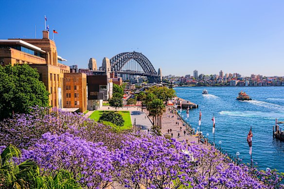 Jacaranda trees bloom in First Fleet Park in Sydney’s Rocks area.