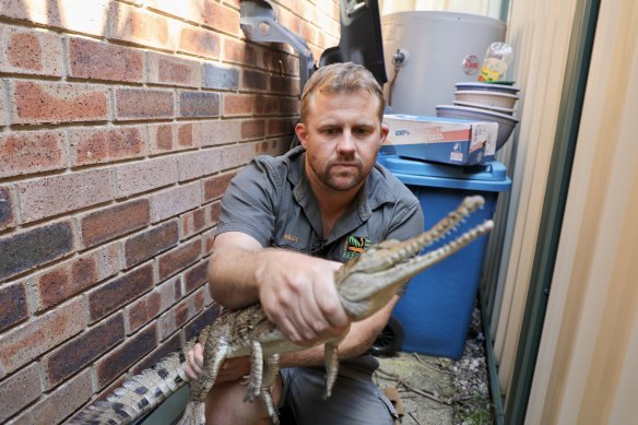 Crocodile keeper Billy Collett was recruited to rescue the animal.