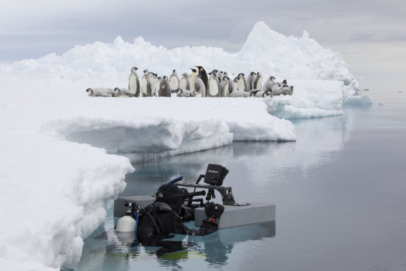 Cameraman Alex Vail floats on the surface of the cold Southern Ocean waiting for the moment a group of Emperor penguin chicks enter the sea for the very first time.
