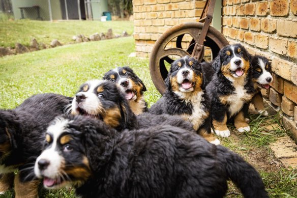 Bernese Mountain dog puppies in Marayla, Sydney. Dog breeders are calling on voters “to preserve the future of dog ownership” at the 2023 state election.