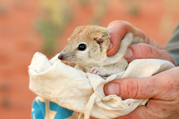 The Mulgara are among two other mammals that roam around the feral-free zones and have been busy repopulating the area.